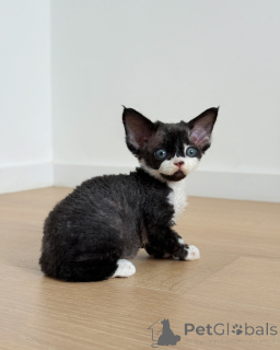 Photo №1. devon rex - for sale in the city of Leipzig | negotiated | Announcement № 164278