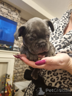Photo №2 to announcement № 130887 for the sale of french bulldog - buy in Germany private announcement