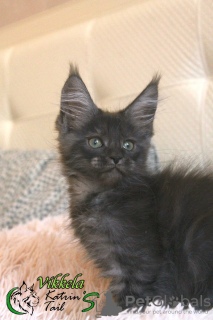Photo №4. I will sell maine coon in the city of St. Petersburg. private announcement, from nursery, breeder - price - 399$