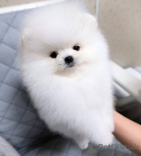 Photo №4. I will sell pomeranian in the city of Malmo. private announcement - price - 465$
