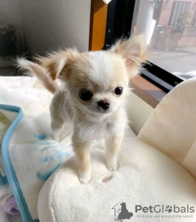 Photo №1. chihuahua - for sale in the city of Cambridge | 250$ | Announcement № 124469