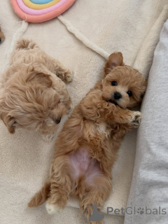 Photo №2 to announcement № 176582 for the sale of maltipu - buy in Netherlands breeder