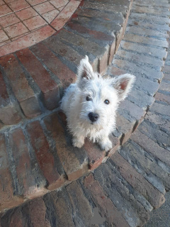 Additional photos: West Highland White Terrier - Westie