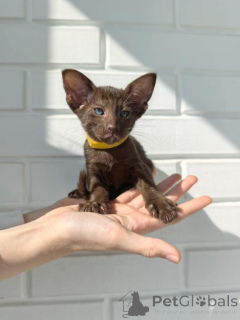 Photo №1. oriental shorthair - for sale in the city of Starnberg | 361$ | Announcement № 173529