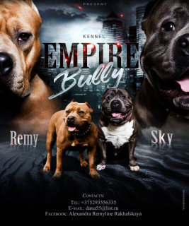 Additional photos: The Empire Bully cattery offers 2 girls and 1 boy from Alfa Romeo Los Bandidos
