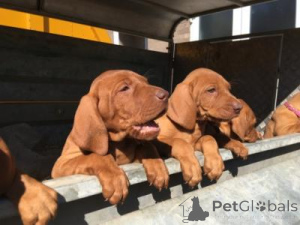 Photo №1. vizsla - for sale in the city of Saint Pölten | 310$ | Announcement № 168085