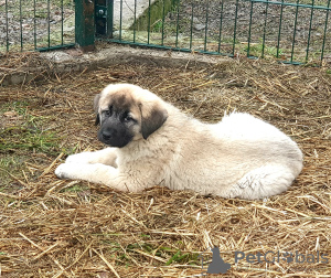 Photo №3. Turkish Kangal puppies. Ukraine