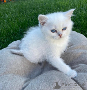 Photo №1. british shorthair - for sale in the city of Франкфурт-на-Майне | 317$ | Announcement № 89694