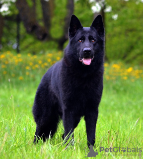 Photo №4. I will sell german shepherd in the city of Évreux. from nursery - price - 1412$