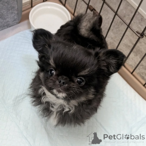 Photo №2 to announcement № 163640 for the sale of chihuahua - buy in Finland private announcement, from the shelter