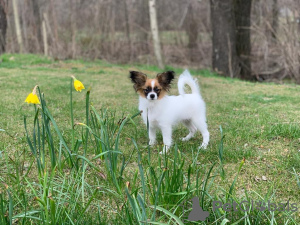 Additional photos: CONTINENTAL TOY SPANIEL/PAPILLON