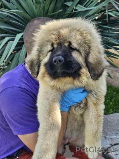 Photo №3. Caucasian German Shepherd, puppies. Serbia