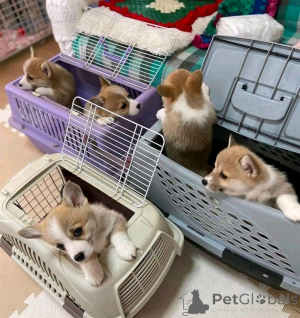 Photo №2 to announcement № 138885 for the sale of welsh corgi - buy in Germany private announcement, breeder