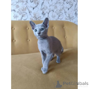 Photo №1. russian blue - for sale in the city of Lincoln | 361$ | Announcement № 174390