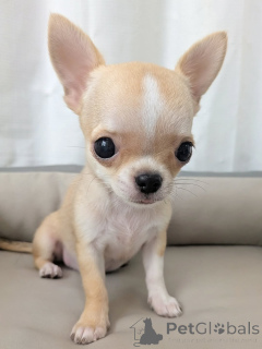 Photo №2 to announcement № 163637 for the sale of chihuahua - buy in Finland private announcement, from the shelter
