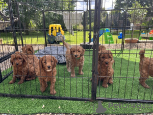 Photo №1. golden retriever - for sale in the city of Fort Lauderdale | 650$ | Announcement № 64460