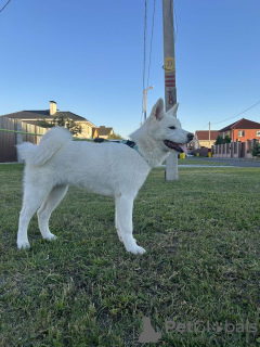 Additional photos: Akita Inu puppies