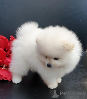Photo №1. pomeranian - for sale in the city of Amstetten | negotiated | Announcement № 166839