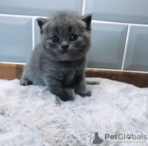 Photo №1. british shorthair - for sale in the city of Zephyrhills | 300$ | Announcement № 87605