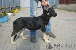 Photo №1. east-european shepherd - for sale in the city of Chelyabinsk | 321$ | Announcement № 7964