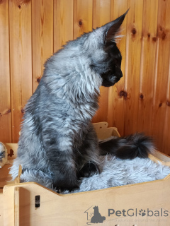 Photo №3. Kitten Cote Mainkun Polydakt. Russian Federation