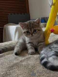 Photo №3. Europese korthaar kittens te koop. Belgium