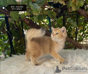 Photo №4. I will sell british longhair in the city of Bursa. private announcement, breeder - price - 2500$