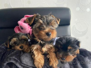 Photo №1. yorkshire terrier - for sale in the city of Vienna | negotiated | Announcement № 169716