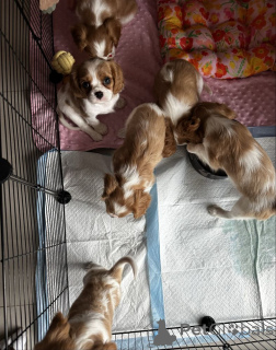 Photo №4. I will sell cavalier king charles spaniel in the city of Dusseldorf. private announcement - price - Is free