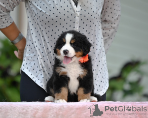 Photo №4. I will sell bernese mountain dog in the city of Драчково. from nursery - price - negotiated