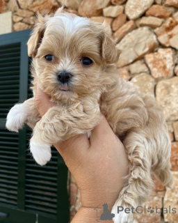 Photo №2 to announcement № 159935 for the sale of maltipu - buy in Netherlands private announcement