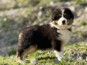 Photo №1. australian shepherd - for sale in the city of Brussels | negotiated | Announcement № 165124