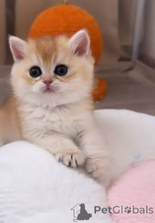 Photo №3. Purebred Lilac Lynx British Shorthair Kittens. United Kingdom