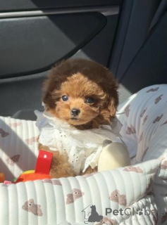 Photo №4. I will sell poodle (toy) in the city of Berlin. breeder - price - negotiated