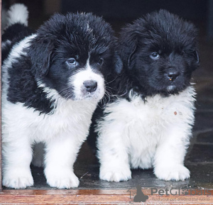 Photo №1. newfoundland dog - for sale in the city of Helsinki | negotiated | Announcement № 123689