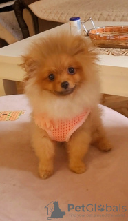 Additional photos: Pomeranian BOO Puppies of the highest quality