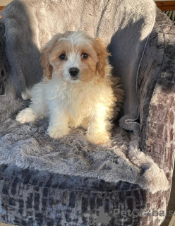 Photo №2 to announcement № 132689 for the sale of cavalier king charles spaniel - buy in United Kingdom breeder