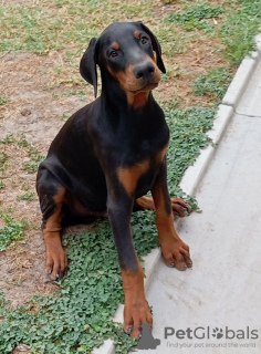 Photo №2 to announcement № 116340 for the sale of dobermann - buy in Serbia 