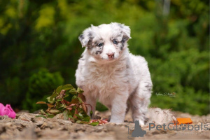 Photo №4. I will sell border collie in the city of Espoo. private announcement - price - Is free