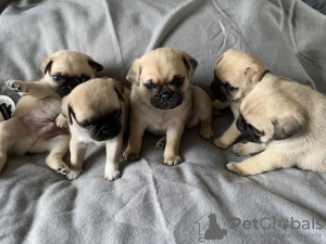 Photo №1. pug - for sale in the city of St. Petersburg | 317$ | Announcement № 37077
