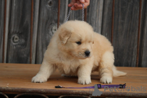 Photo №1. golden retriever - for sale in the city of Berlin | Is free | Announcement № 173994