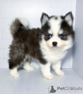 Photo №3. Puppies of pepper micro. Russian Federation