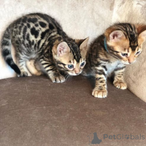 Photo №1. bengal cat - for sale in the city of Dębica | 583$ | Announcement № 158960