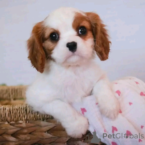Photo №1. cavalier king charles spaniel - for sale in the city of Munich | 471$ | Announcement № 137959