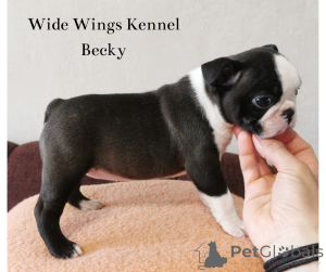 Photo №3. Purebred boston terrier puppies from breeder. Hungary