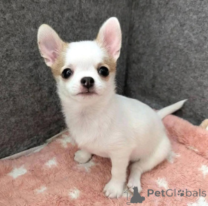 Photo №1. chihuahua - for sale in the city of Lyon | Is free | Announcement № 163604