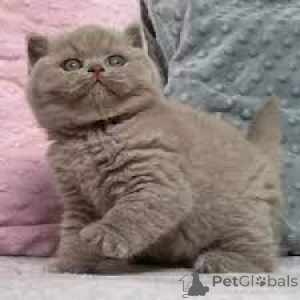 Photo №1. british shorthair - for sale in the city of Bleialf | negotiated | Announcement № 159405