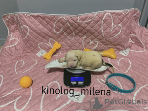 Photo №1. american bully - for sale in the city of Панчево | 2747$ | Announcement № 127728