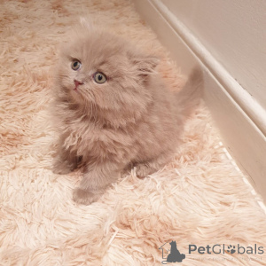 Photo №2 to announcement № 176818 for the sale of british shorthair - buy in Germany private announcement