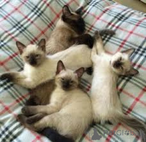 Photo №1. siamese cat - for sale in the city of Brussels | 516$ | Announcement № 165828